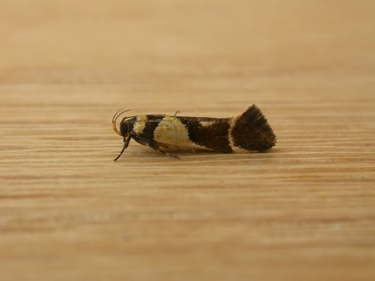 Macrobathra chrysotoxa - photo 3