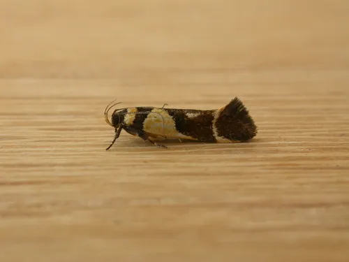 Macrobathra chrysotoxa - photo 4