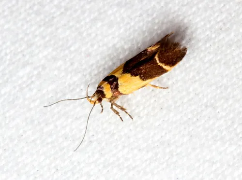 Macrobathra chrysotoxa - photo 5