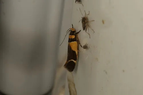 Macrobathra chrysotoxa - photo 6