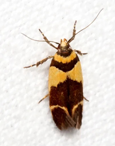 Macrobathra chrysotoxa - photo 7