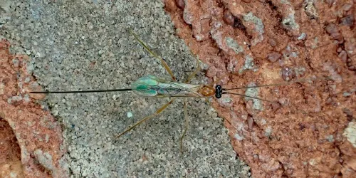 Macrocentrus bicolor