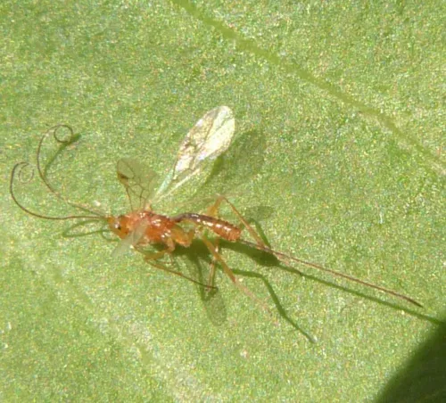 Macrocentrus linearis