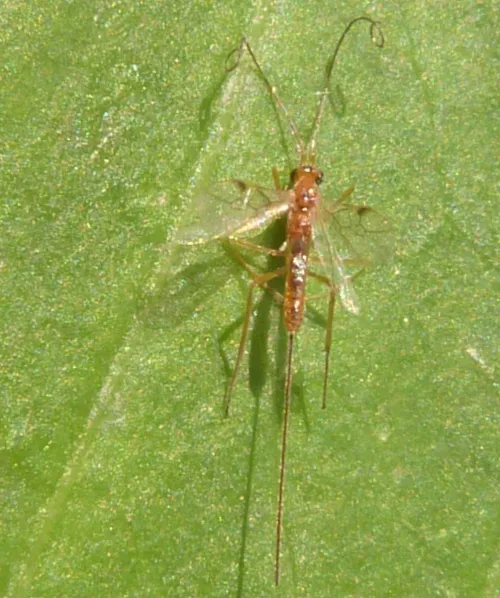 Macrocentrus linearis - photo 2