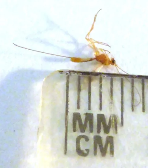 Macrocentrus linearis - photo 3