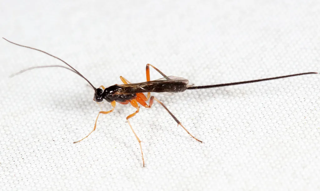 Macrocentrus marginator - Macrocentrus marginator