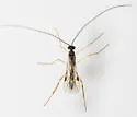 Macrocentrus nigridorsis