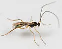 Macrocentrus nigridorsis - photo 2