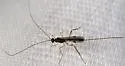 Macrocentrus nigridorsis - photo 4