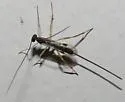 Macrocentrus nigridorsis - photo 5
