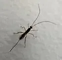 Macrocentrus pyraustae