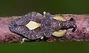 Macrocephalus cimicoides - Macrocephalus cimicoides