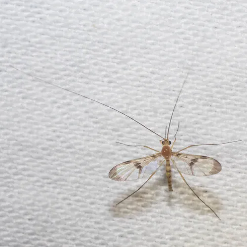 Macrocera clara - photo 3
