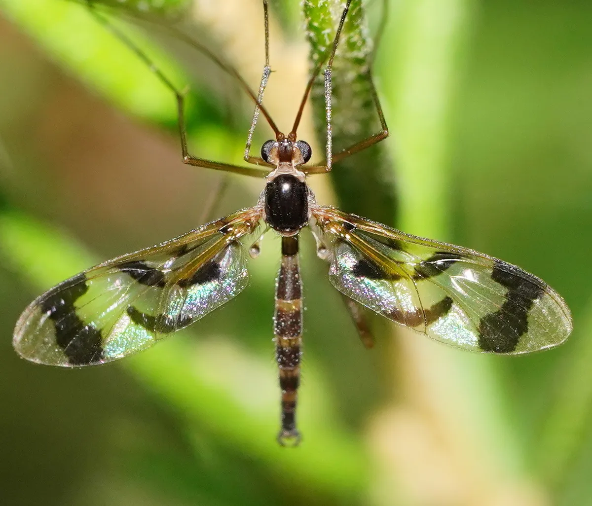 Macrocera decorosa - photo 3