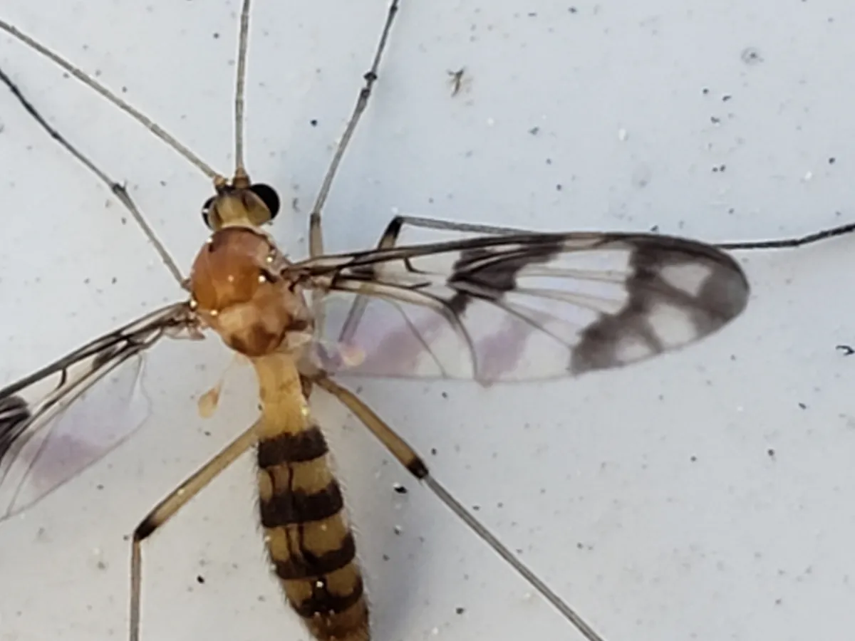 Macrocera formosa