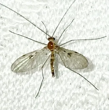 Macrocera inconcinna - photo 2
