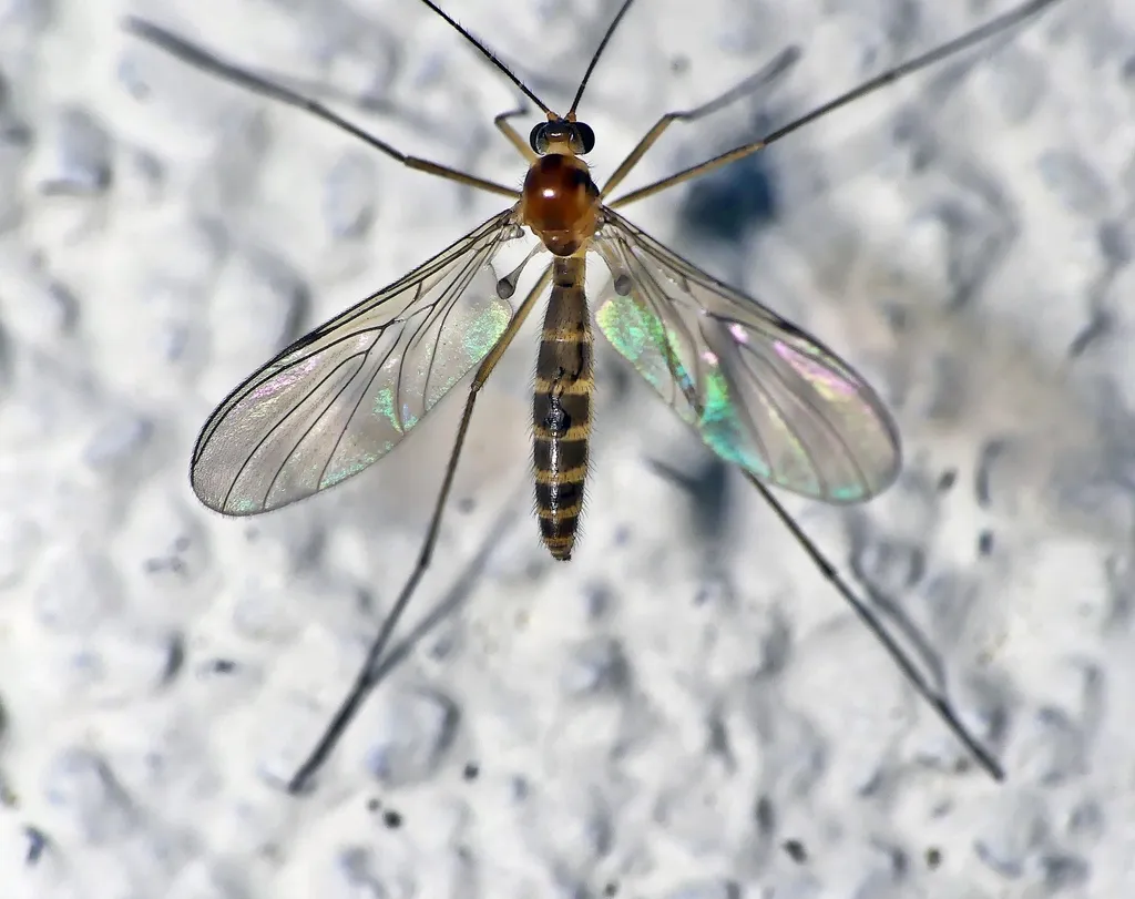 Macrocera mastersi - photo 2