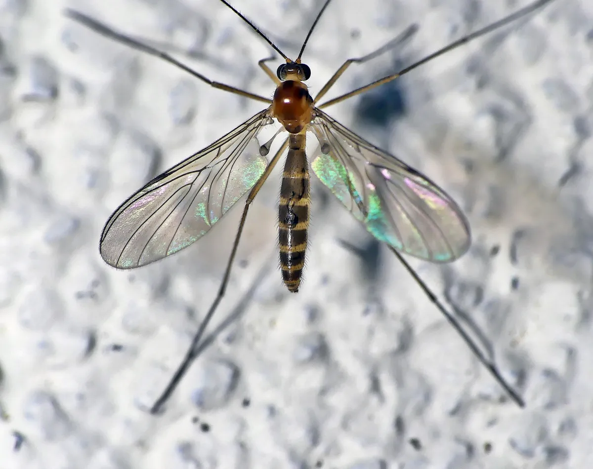 Macrocera mastersi - photo 3