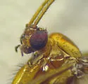 Macrocera nebulosa - photo 5