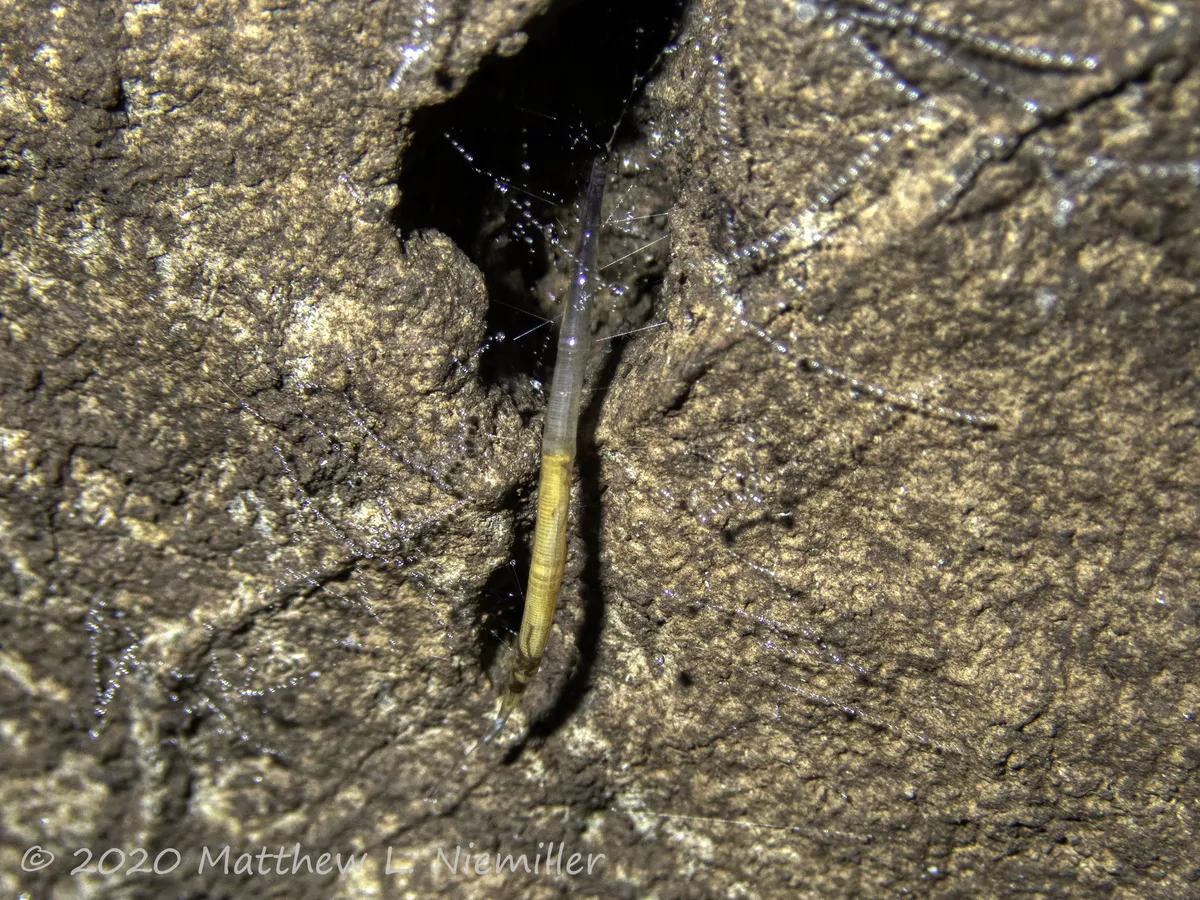 Macrocera nobilis - photo 3