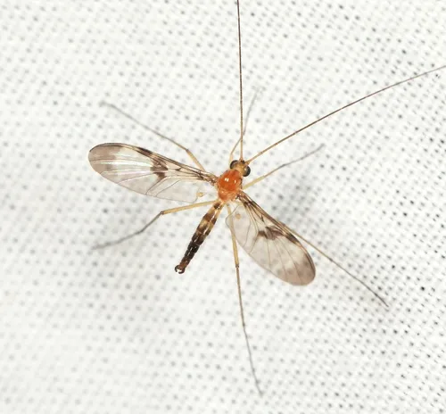 Macrocera phalerata
