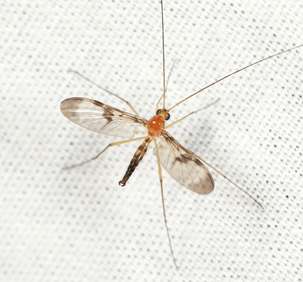 Macrocera phalerata - photo 2