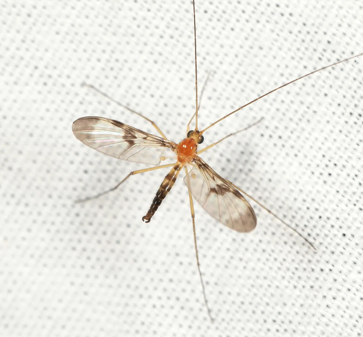 Macrocera phalerata - photo 3
