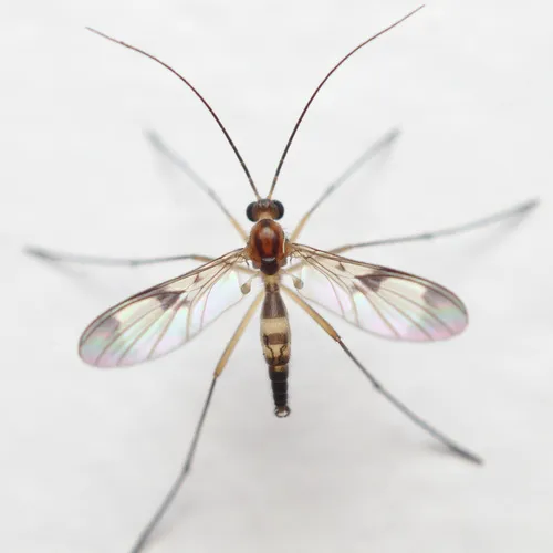 Macrocera scoparia