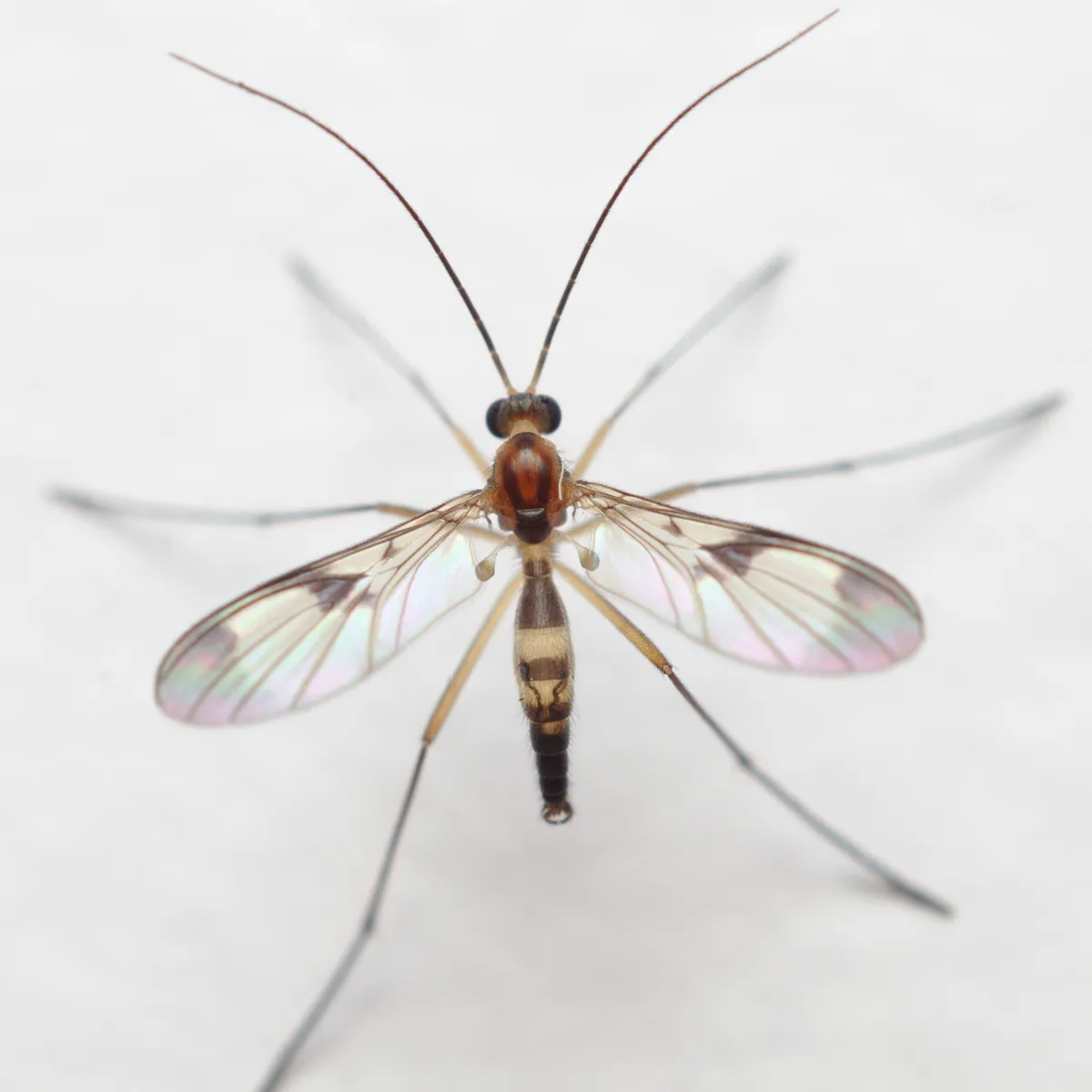 Macrocera scoparia - photo 3