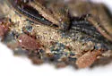 Macrocheles penicilliger