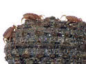 Macrocheles penicilliger - photo 2