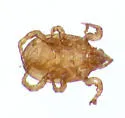 Macrocheles penicilliger - photo 3