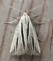 Two-striped Owlet Moth - Hodges#8359