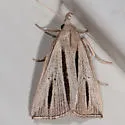 Two-striped Owlet Moth - Hodges#8359 - photo 2