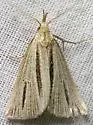 Two-striped Owlet Moth - Hodges#8359 - photo 3