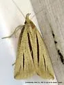 Two-striped Owlet Moth - Hodges#8359 - photo 4