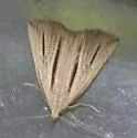 Two-striped Owlet Moth - Hodges#8359 - photo 5
