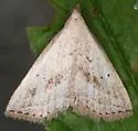 Twin-dotted Macrochilo - Hodges#8357.1