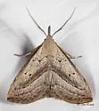 Twin-dotted Macrochilo - Hodges#8357.1 - photo 2
