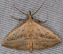 Twin-dotted Macrochilo - Hodges#8357.1 - photo 3