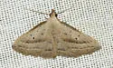 Twin-dotted Macrochilo - Hodges#8357.1 - photo 4