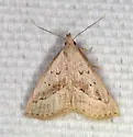 Twin-dotted Macrochilo - Hodges#8357.1 - photo 5