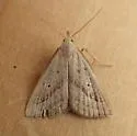Louisiana Macrochilo - Hodges#8361
