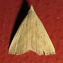 Louisiana Macrochilo - Hodges#8361 - photo 2