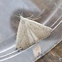 Louisiana Macrochilo - Hodges#8361 - photo 3