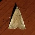 Louisiana Macrochilo - Hodges#8361 - photo 5