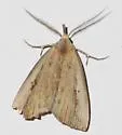 Bronzy Macrochilo - Hodges#8360