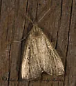 Bronzy Macrochilo - Hodges#8360 - photo 2