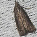 Bronzy Macrochilo - Hodges#8360 - photo 3