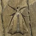 Bronzy Macrochilo - Hodges#8360 - photo 4